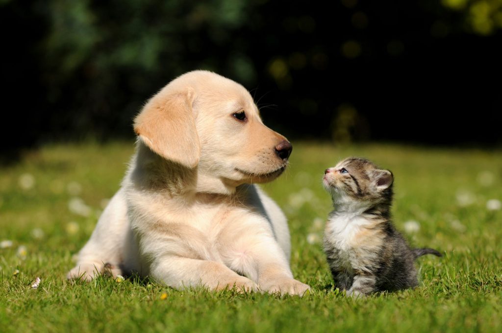 Puppies-and-kittens-1024x680.jpg
