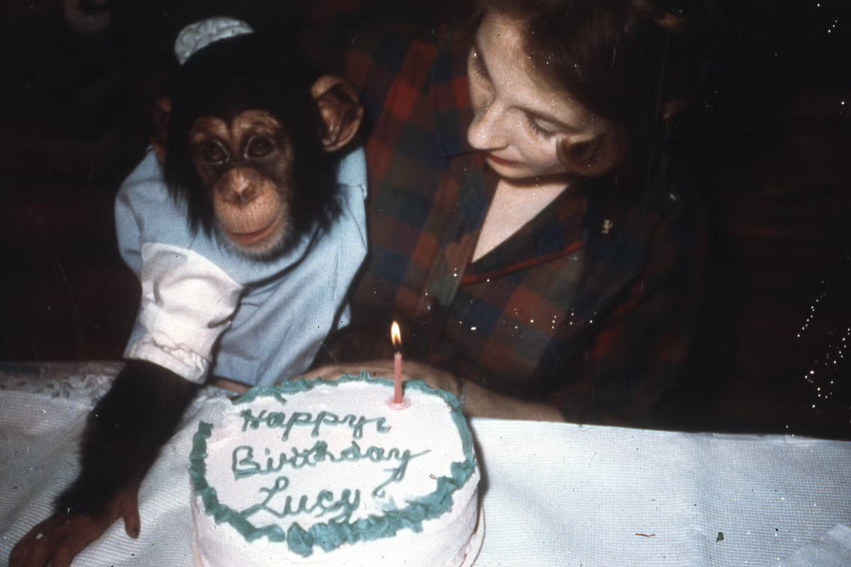 69772_1_S1_Ep1_Lucy The Human Chimp_0.jpg