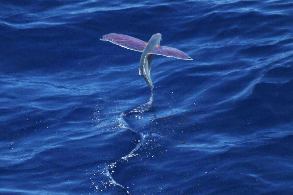 pink-wing_flying_fish.jpg