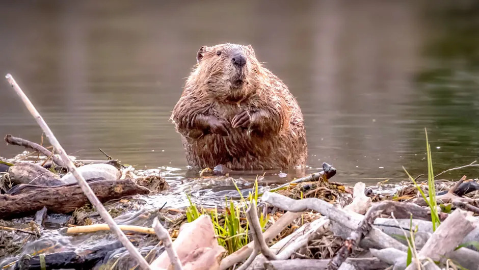 beaver-on-a-dam-a8b6a12.jpg