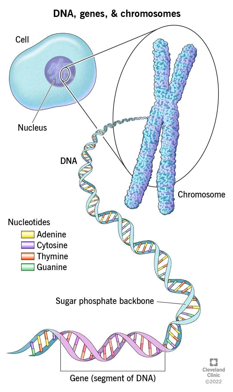 23064-dna-genes-chromosomes.jpg