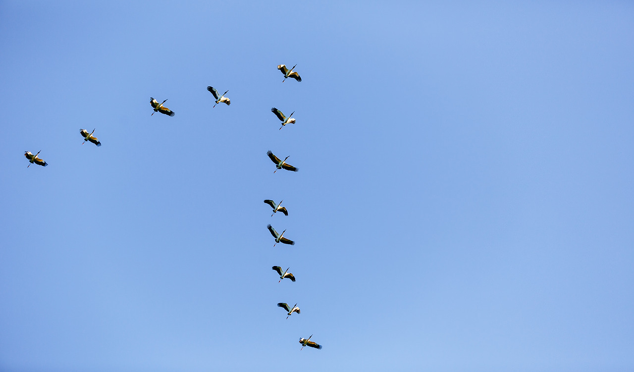 low-angle-view-flock-birds-flying-blue-sky-daytime.jpg