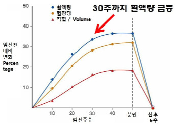 임신 10주- 혈액의변화2.jpg