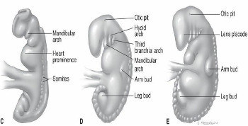 임신 10주- 태아.jpg