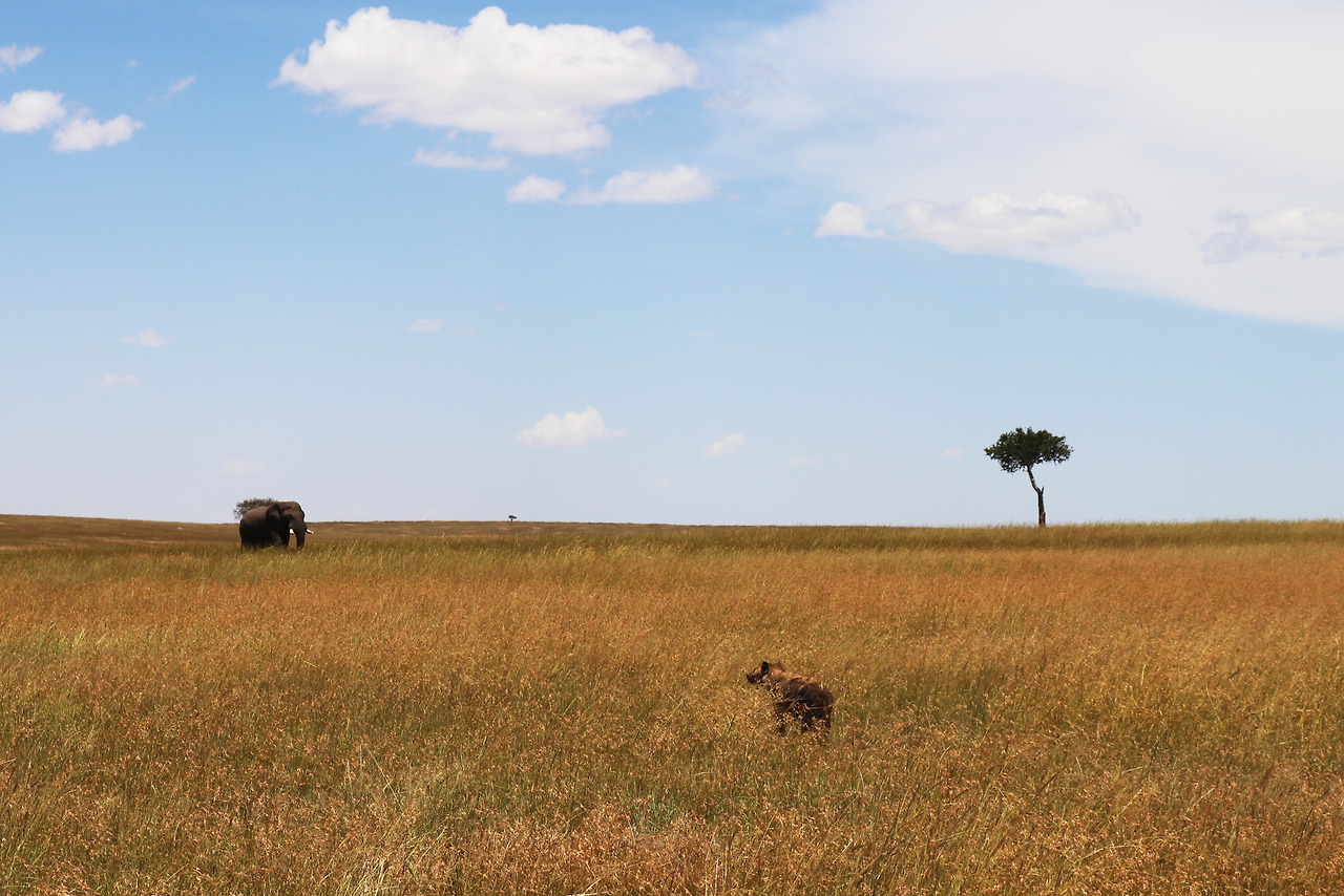 하이에나와 코끼리.jpg