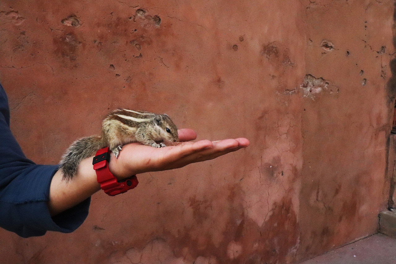 25 손바닥 위에 다람쥐야.jpg