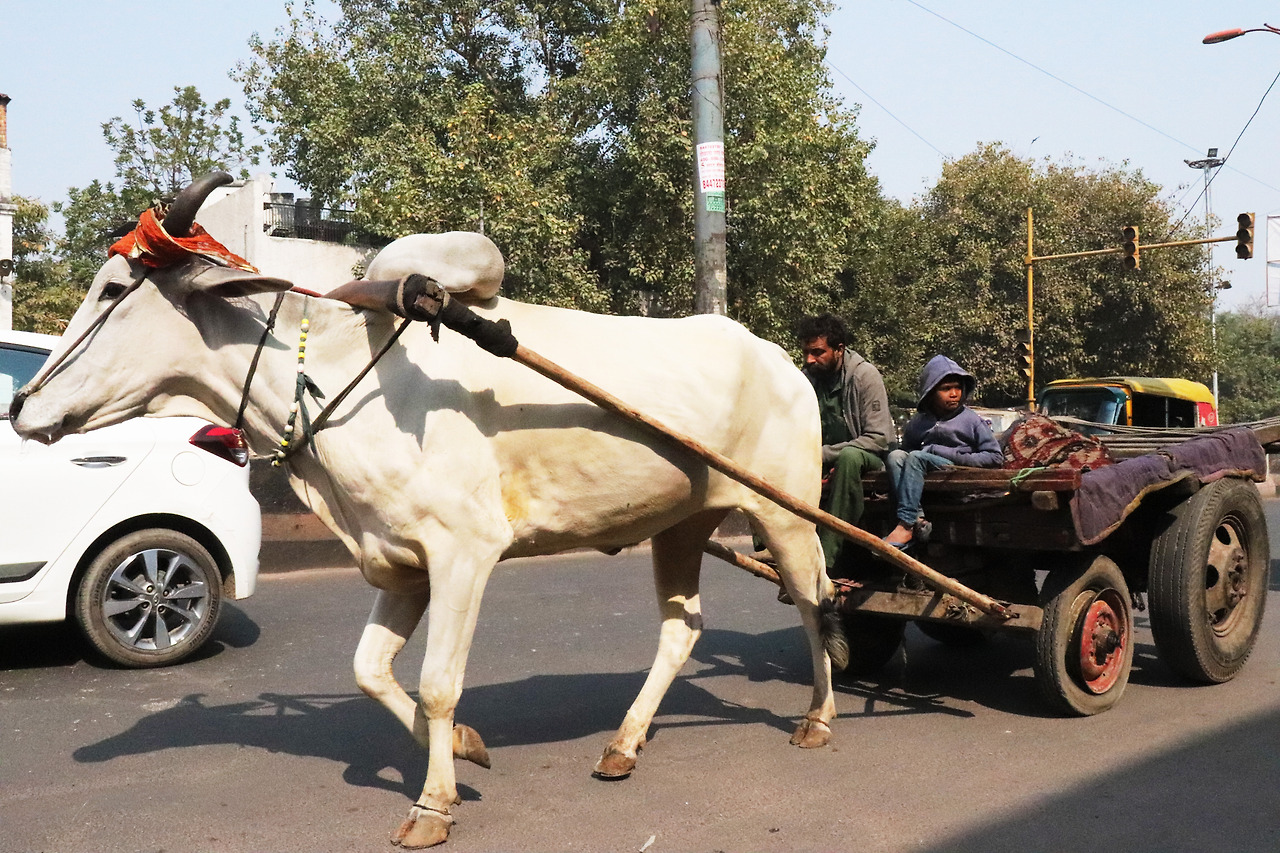 3 길거리 소 마차.jpg