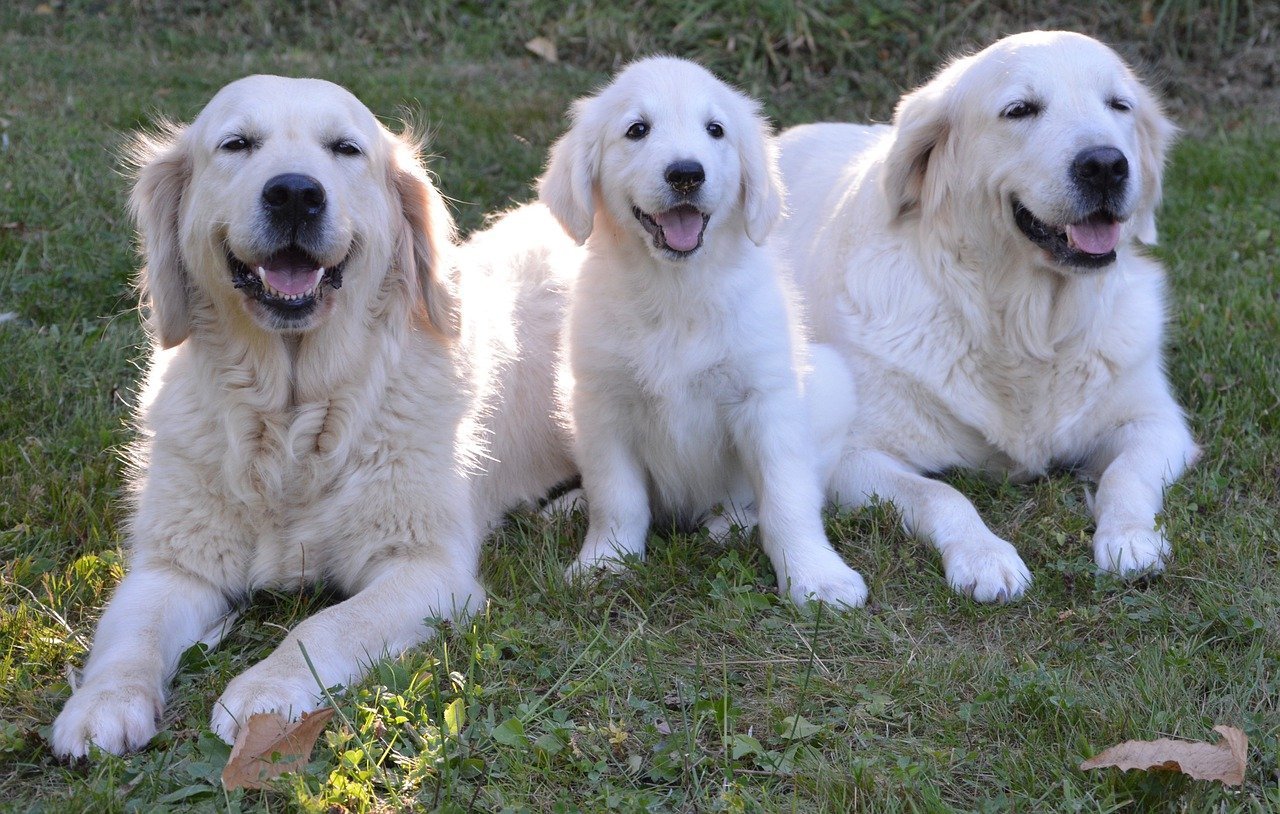 golden-retriever-g41bea5328_1280.jpg
