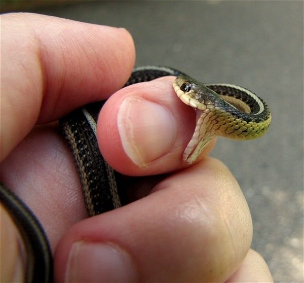30-Small-Snake-Pictures-in-Human-Hands-8.jpg