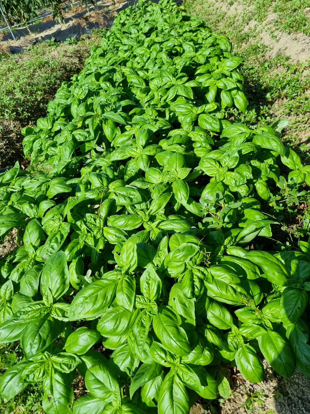바질3.jpg