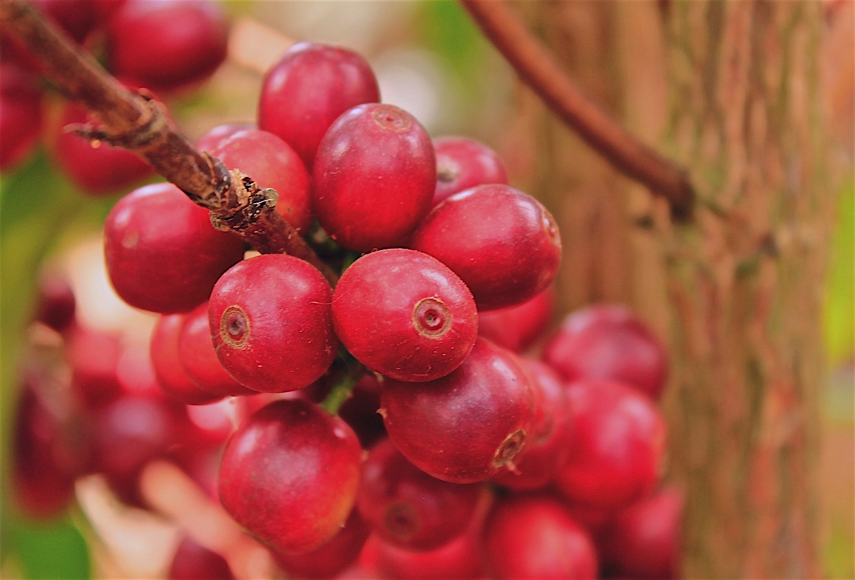 Geisha-Cherries-01-Chispita-Costa-Rica.jpg