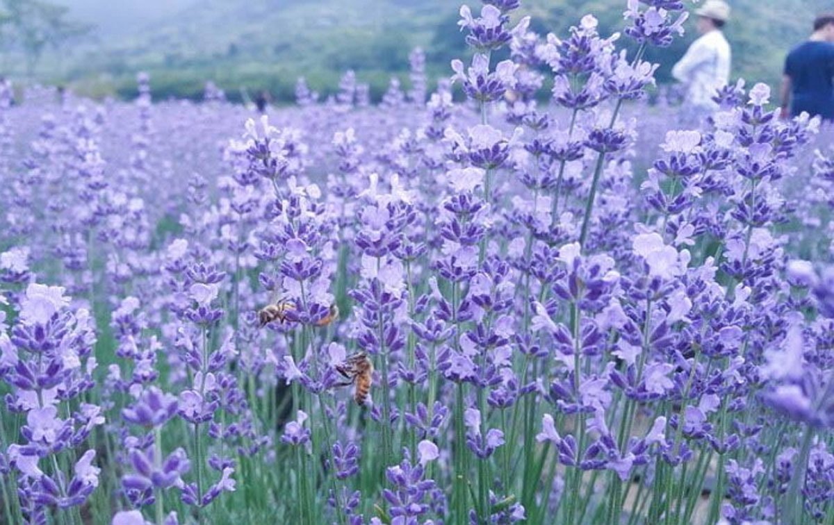 라벤더꽃밭.jpg