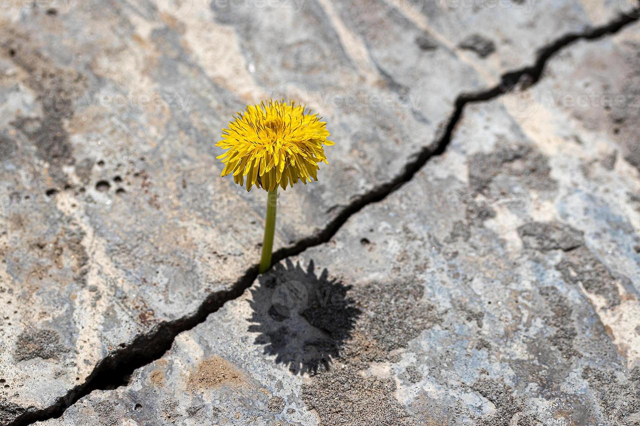 a-yellow-dandelion-flower-growing-from-a-crack-in-concrete-or-cement-the-concept-of-growth-overcoming-difficulties-strength-hope-and-rebirth-photo.jpg