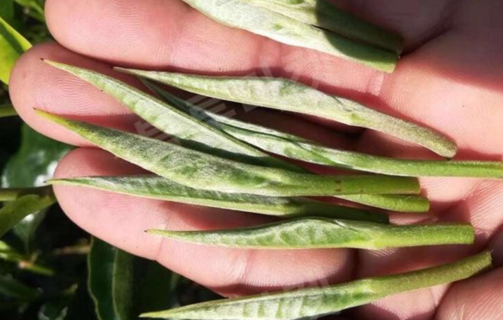 백호은침 싹.jpg