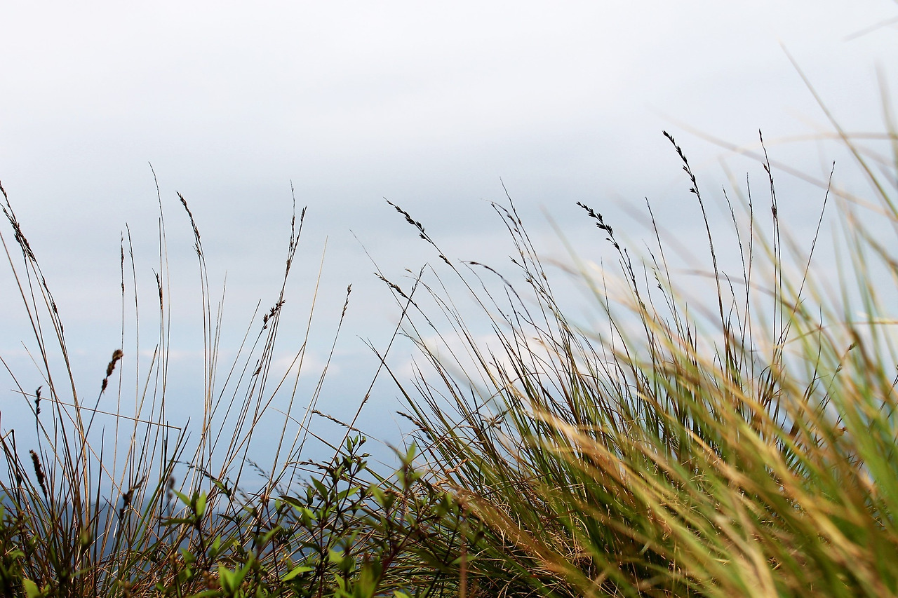 tall-grass-263393.jpg