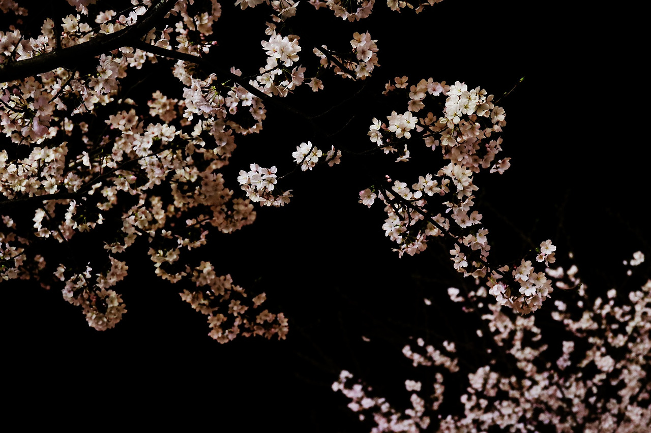 cherry-blossom-3266383_1920.jpg