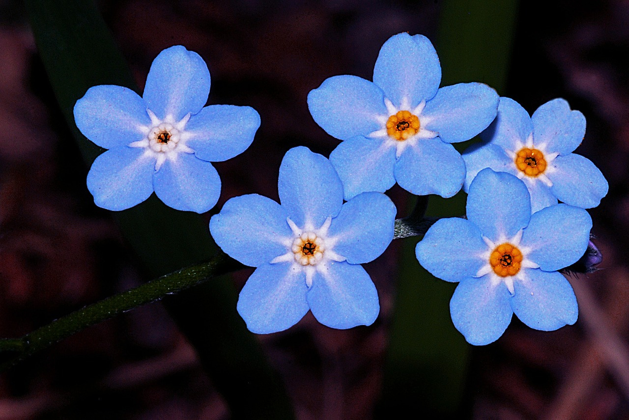 forget-me-not-562002_1280.jpg