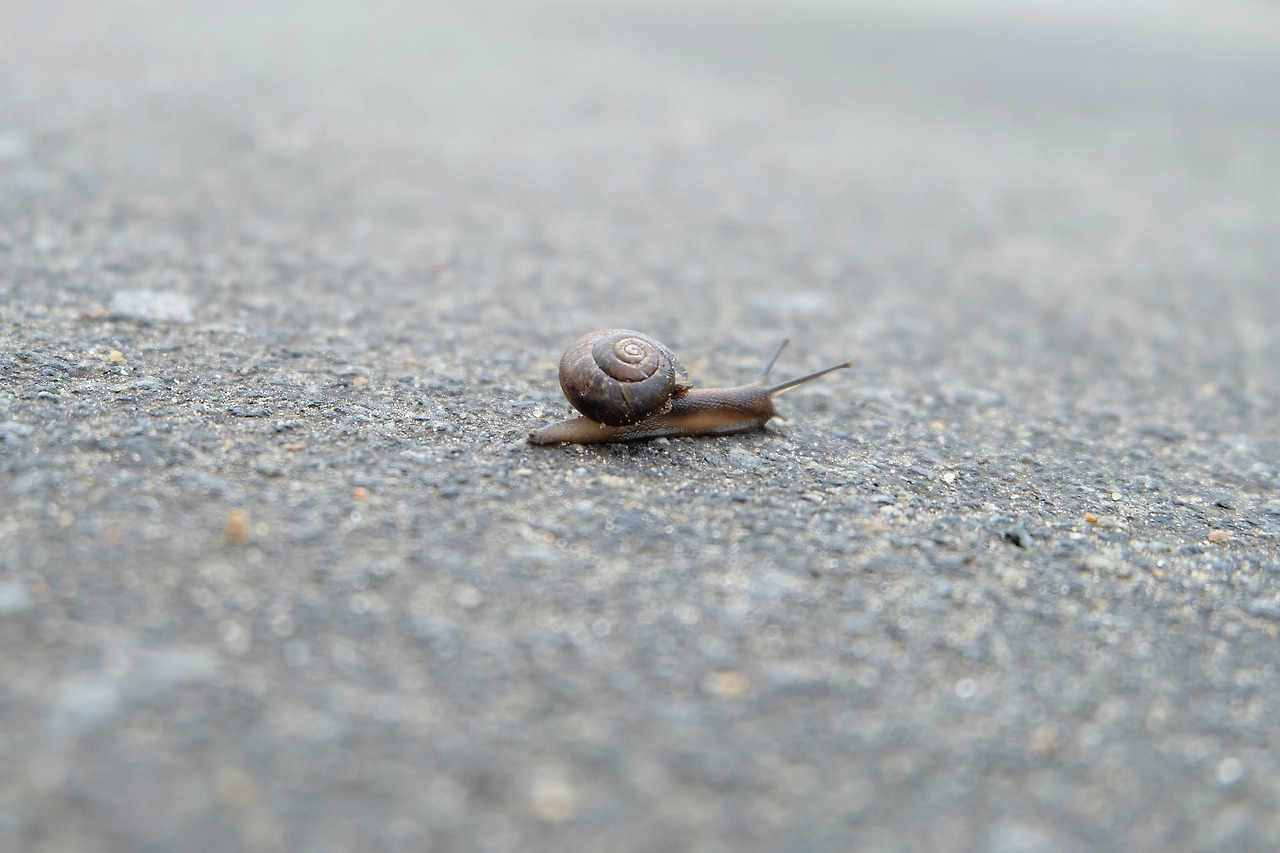 snail-3393736.jpg
