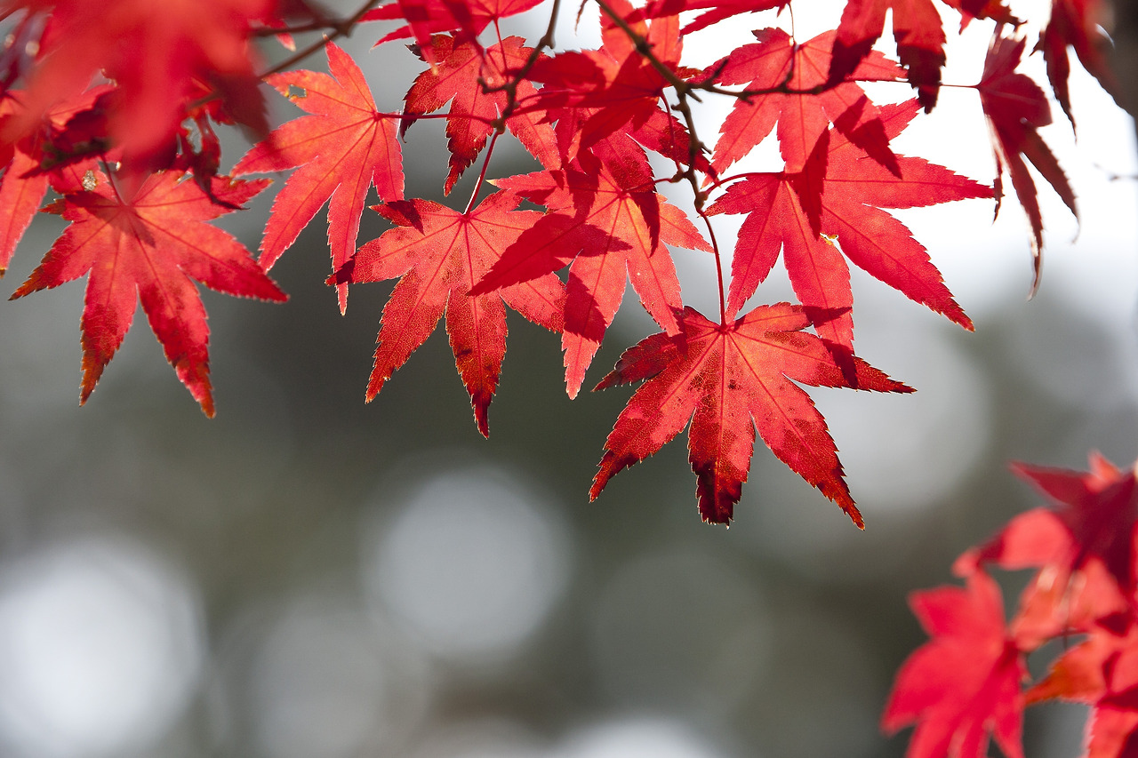 autumn-leaves-2917091.jpg