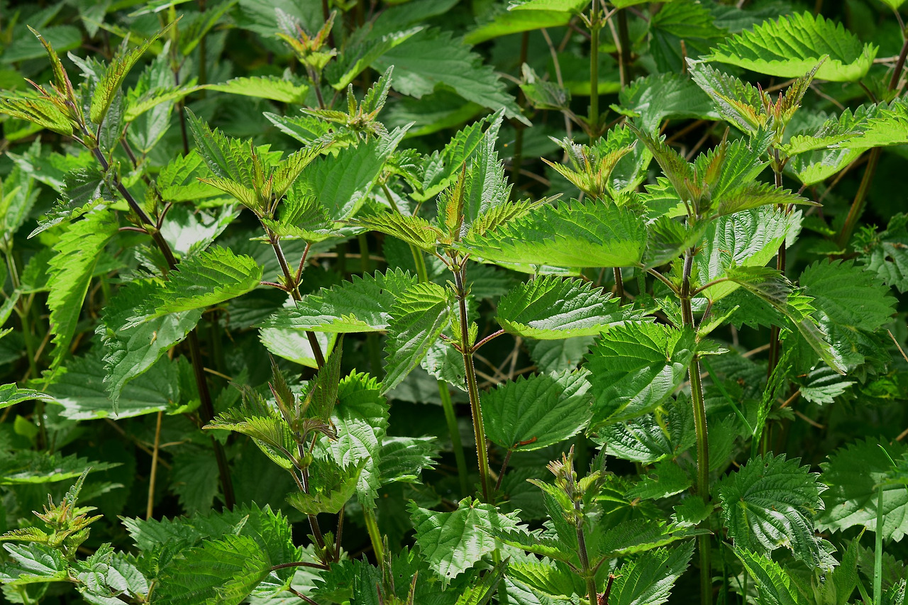 stinging-nettle-785292_1920.jpg