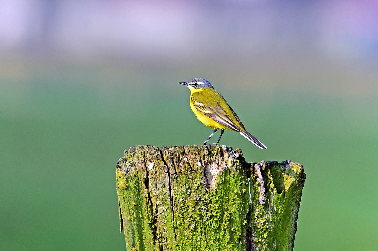 yellow-wagtail-1646086_1920.jpg