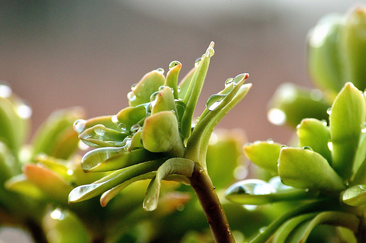 succulent-plant-232750.jpg