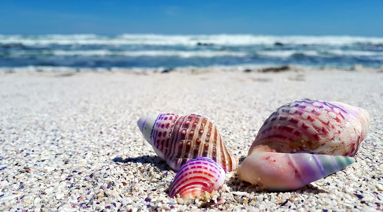 seashell-2821388_1920.jpg