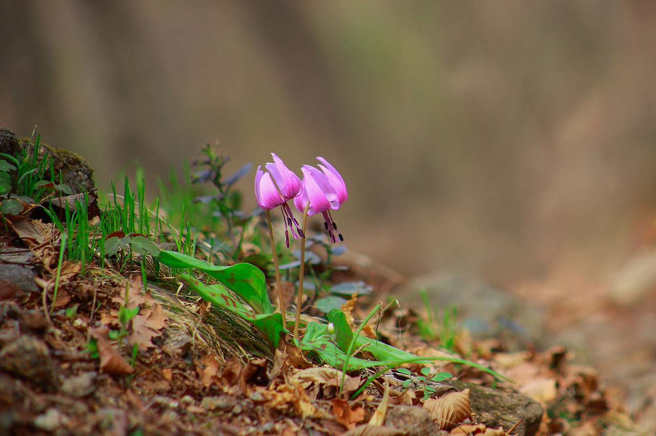 nature-3160071_1920 (1).jpg