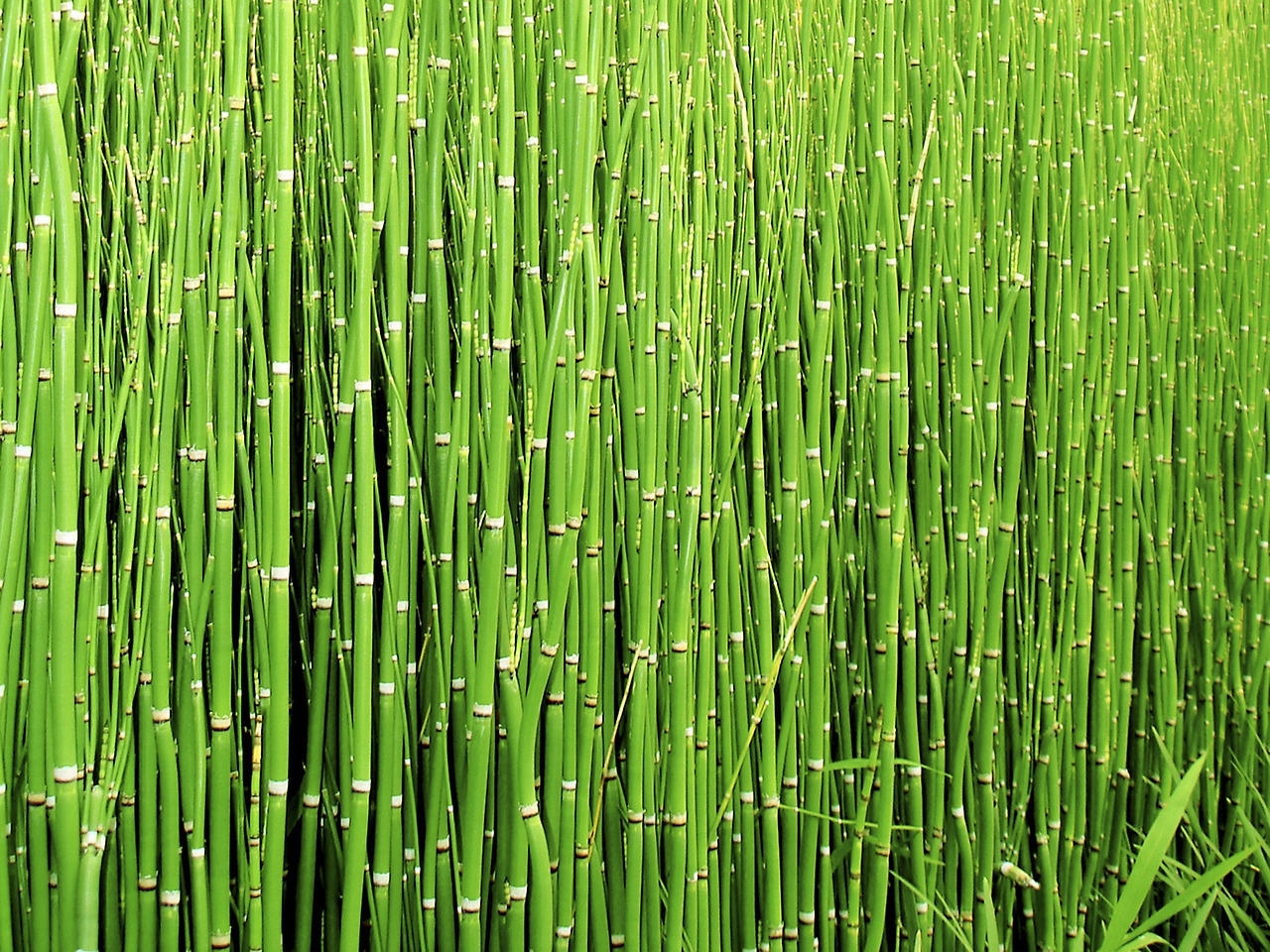 scouring-rush-horsetail-216066.jpg