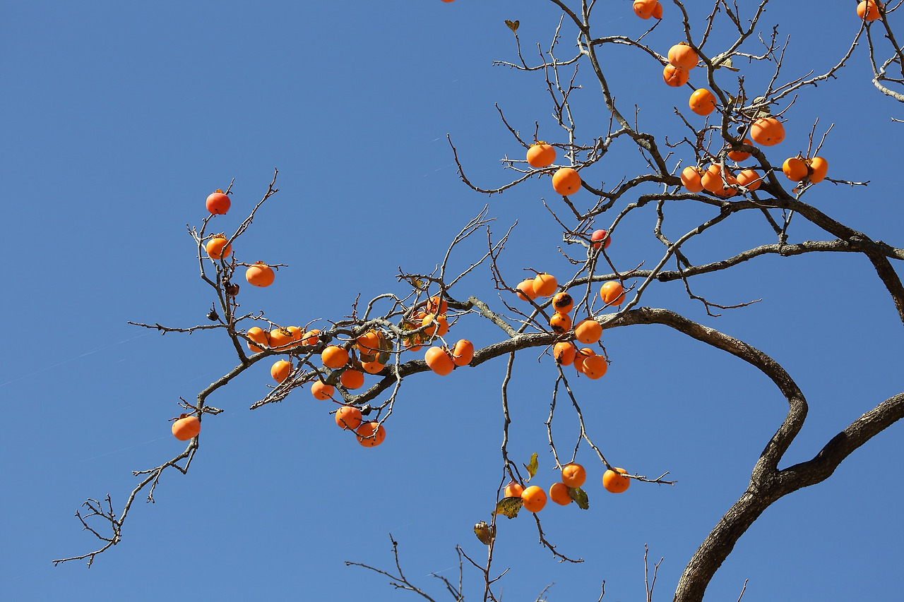 persimmon-3434370_1920.jpg