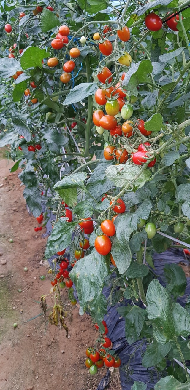 토마토1.jpg