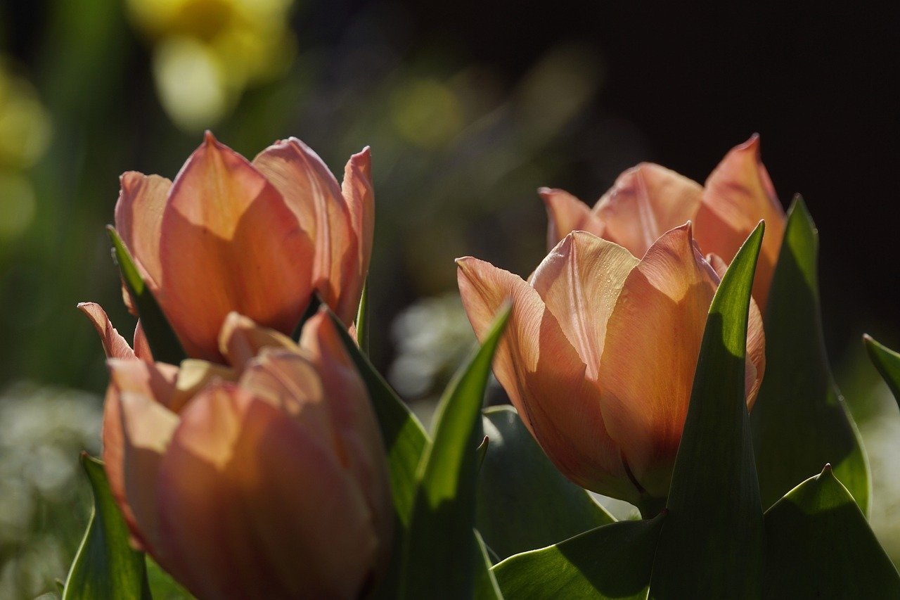 tulips-7932025_1280.jpg