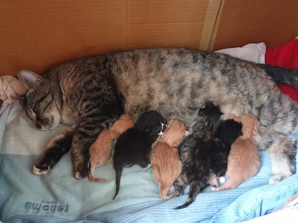 수유중인 앵앵이.jpg