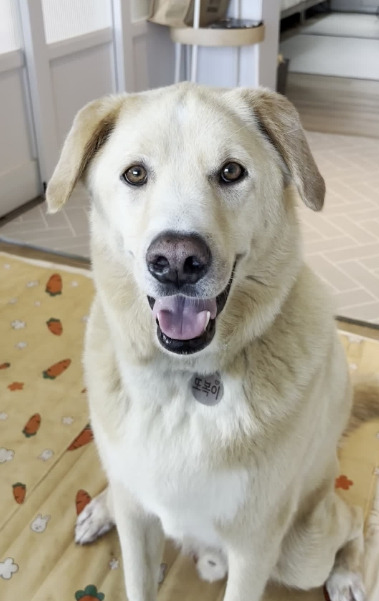 산책가자고하는 또복이.jpg