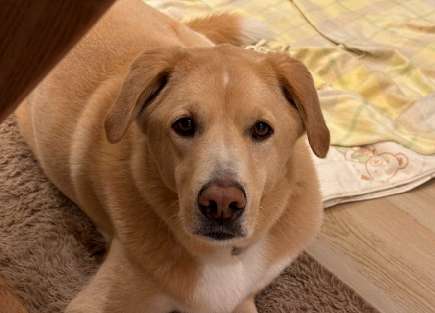 쳐다보는 또복이.jpg