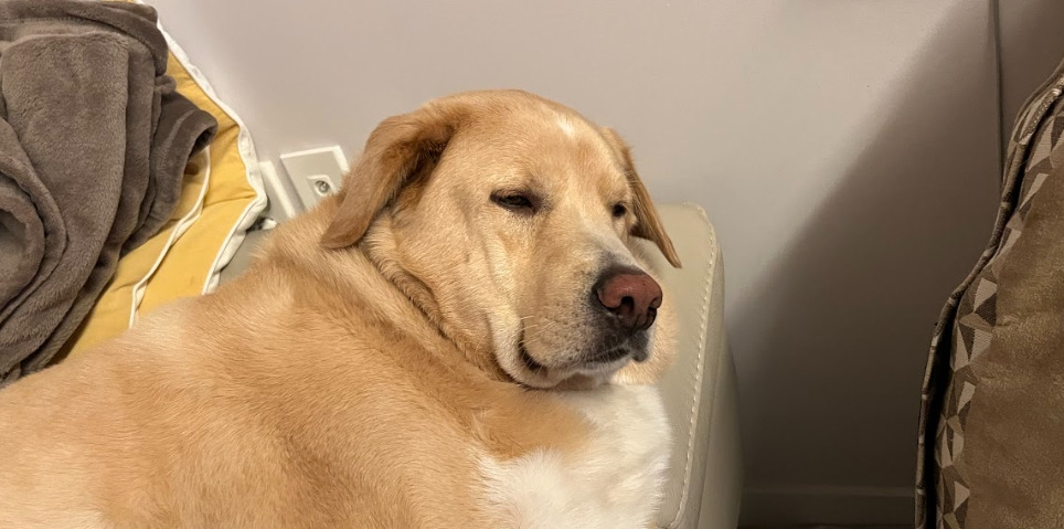 거만한 표정의 또복이.jpg