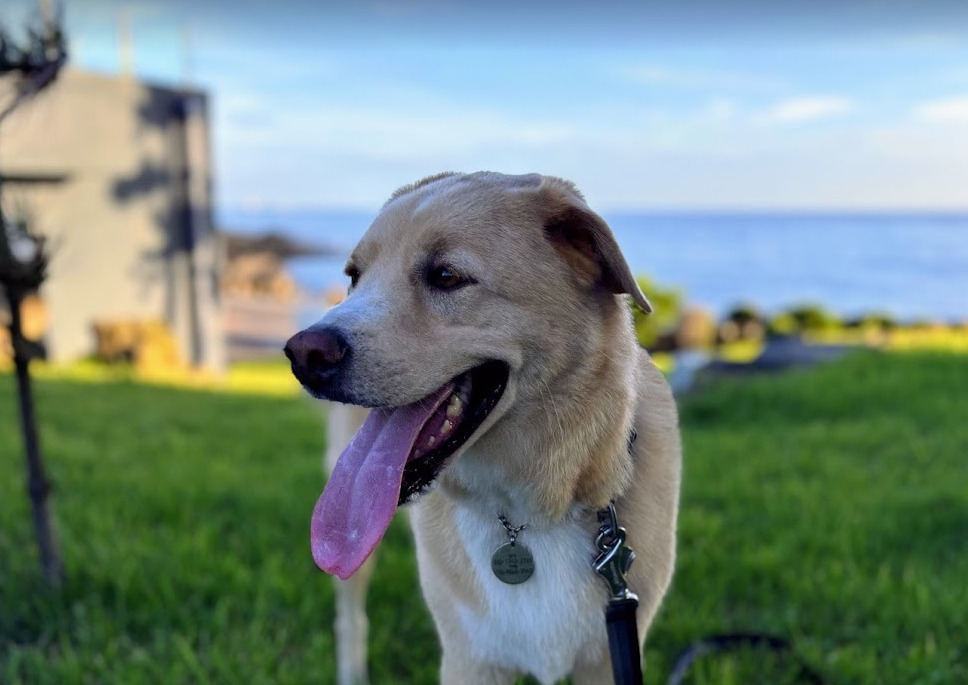 또복이 바닷가에서.jpg