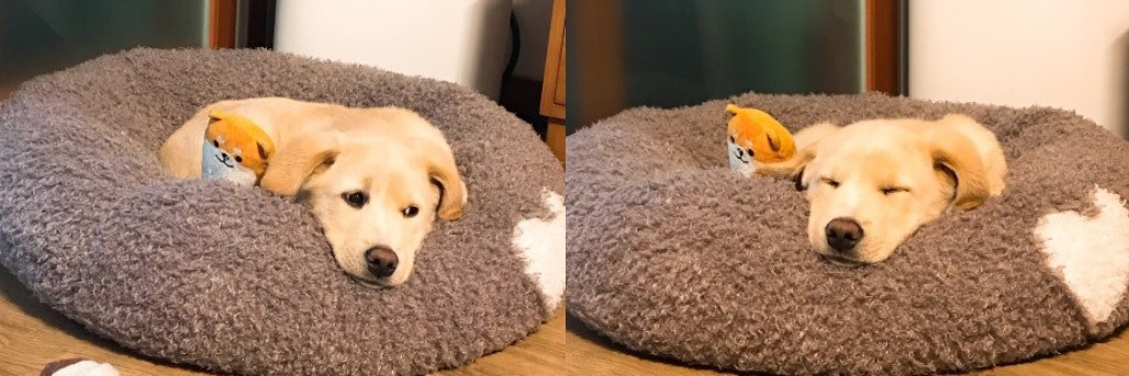 귀여운 또복이.jpg