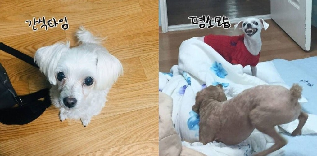 몰티즈는 참지않기.jpg