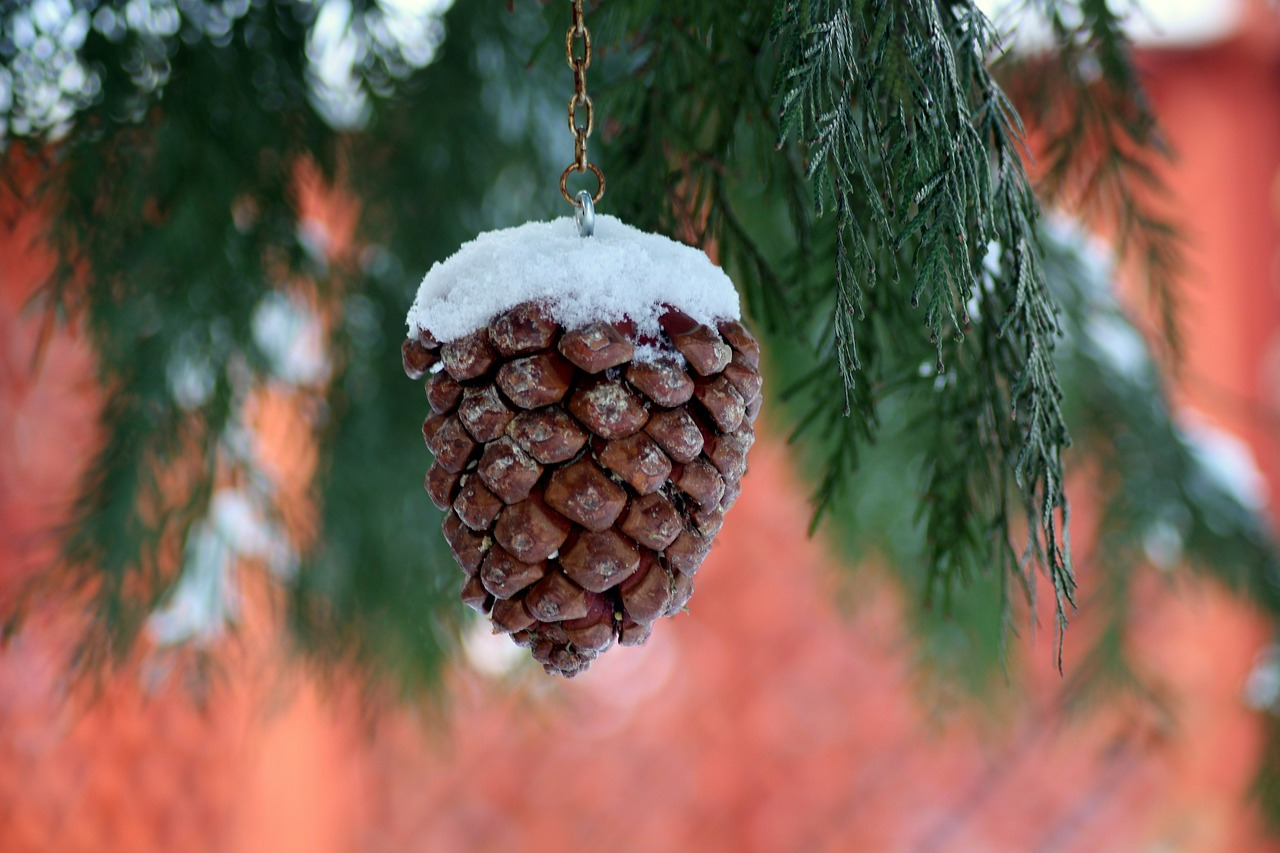 pine-cone-3912667_1280.jpg