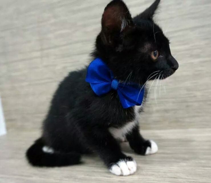 사진 1) 줄리 입양 공고 당시(2014년).jpg