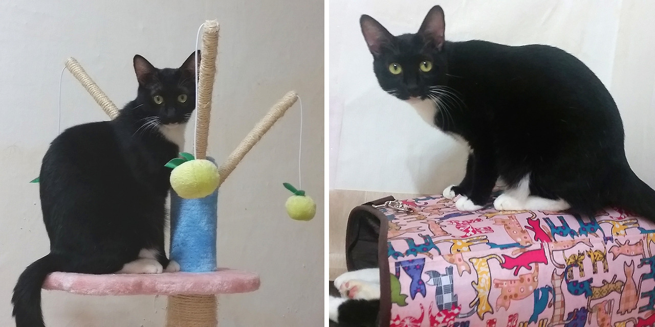 사진 2) 줄리 입양 1년 후(2015년).jpg