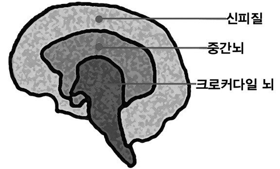 뇌.jpg