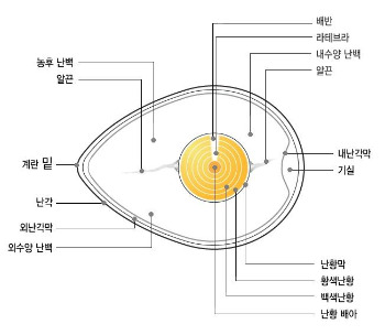 알의 구조.jpg