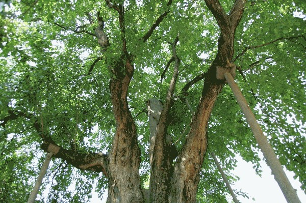 상주 뽕나무.jpg