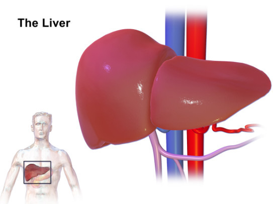 간에 좋은 음식1.jpg