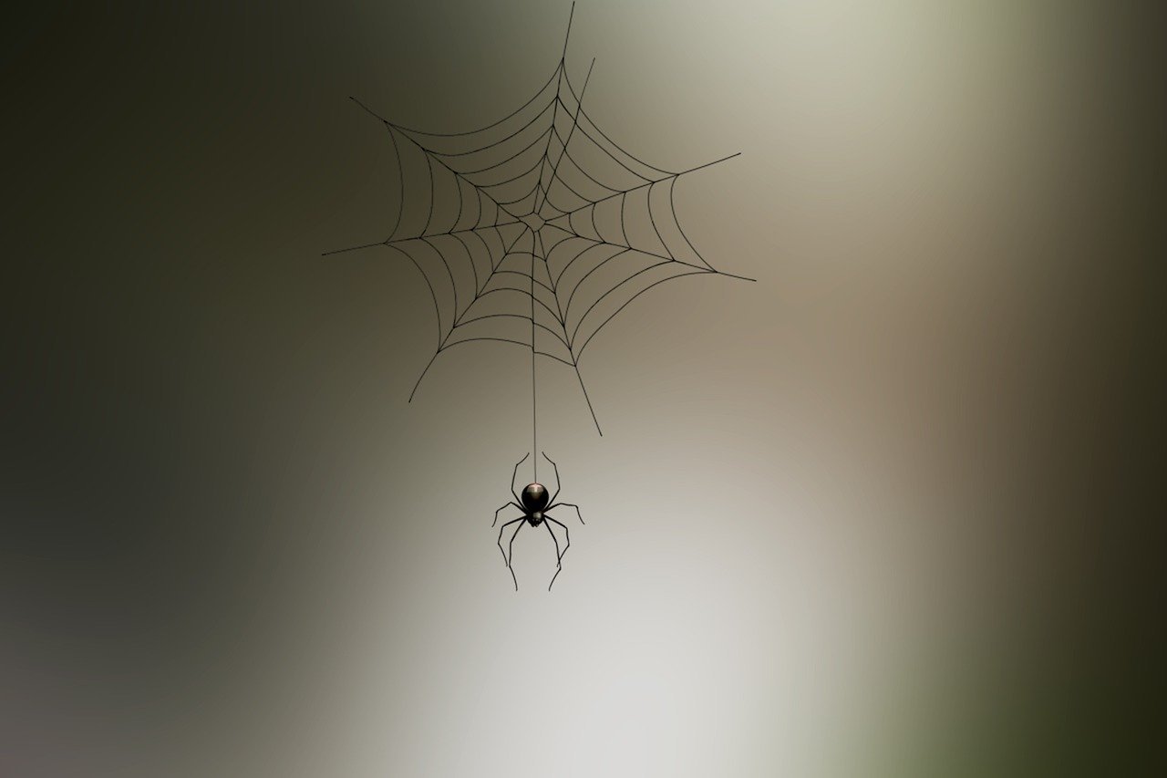 spider-5587875_1280.jpg