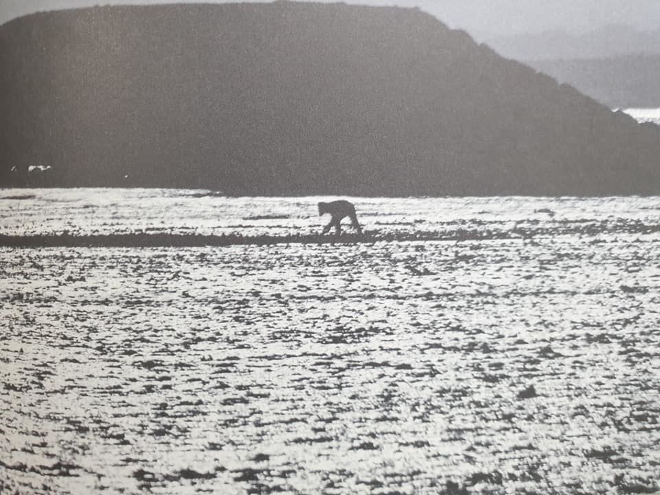 갯벌 발자국.jpg