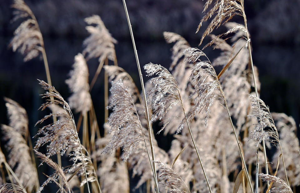 reed-fronds-2976601_960_720.jpg