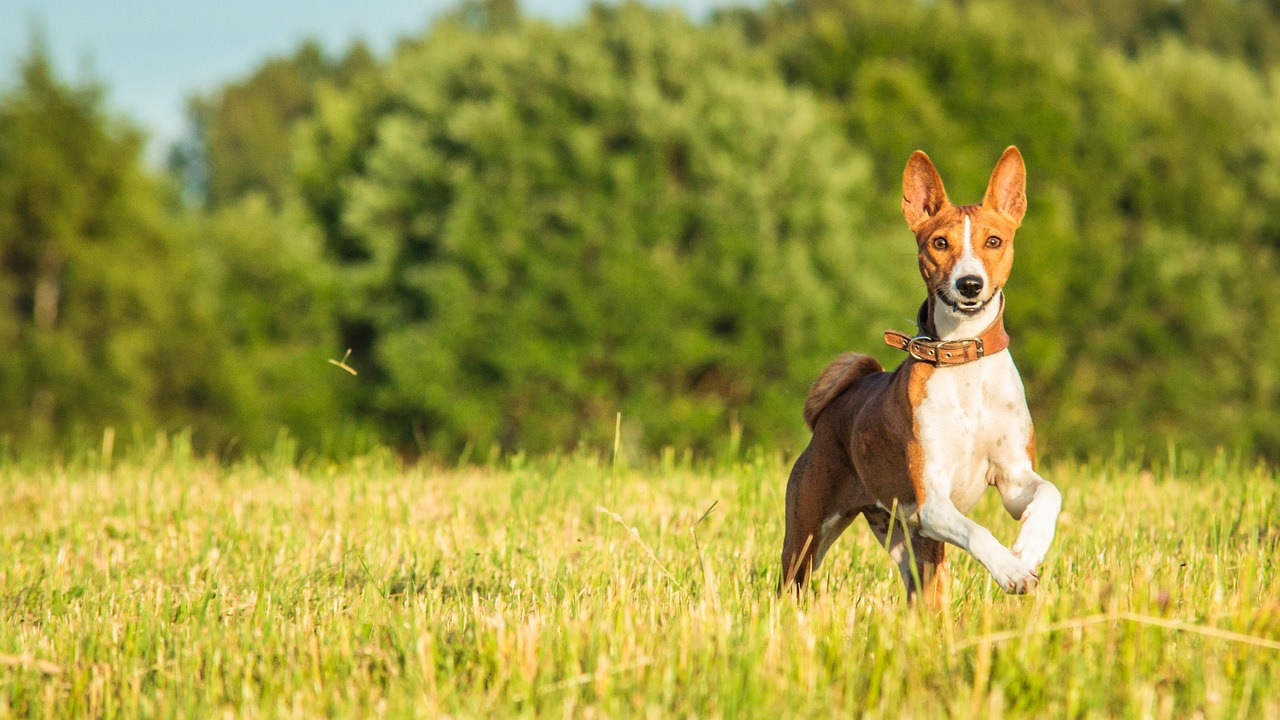 basenji-7043689_1280.jpg